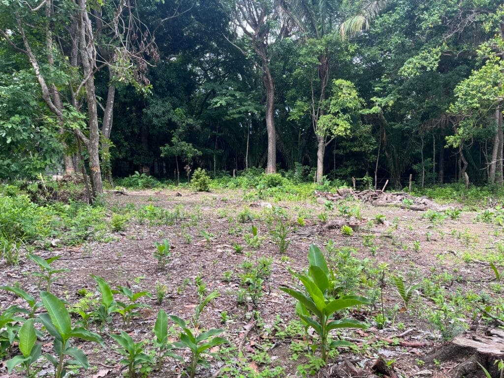 Three Build-Ready Lots Just Steps from Playa Guiones
